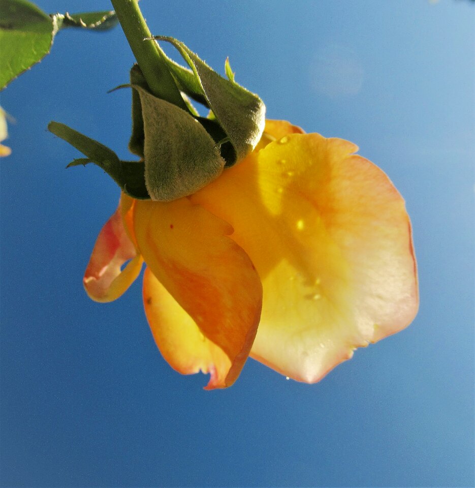 Rose rain yellow