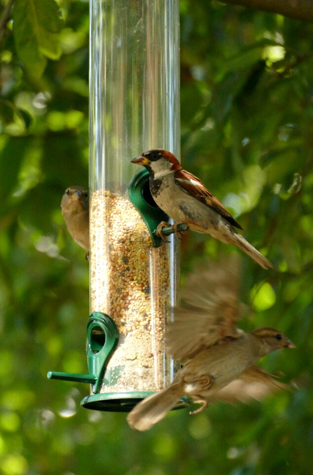 Food garden nature