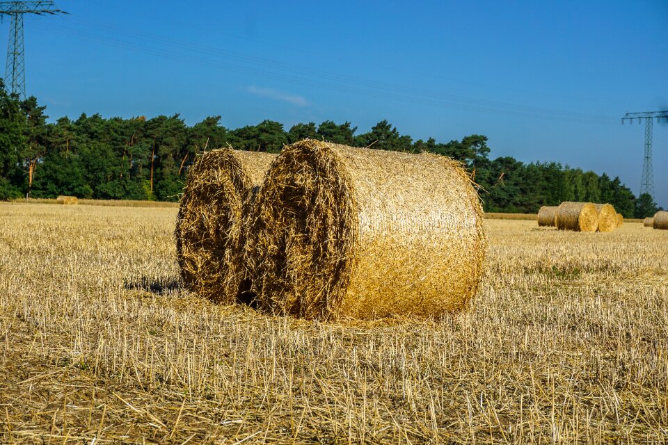 Agriculture straw nature