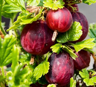 Bush garden fruit
