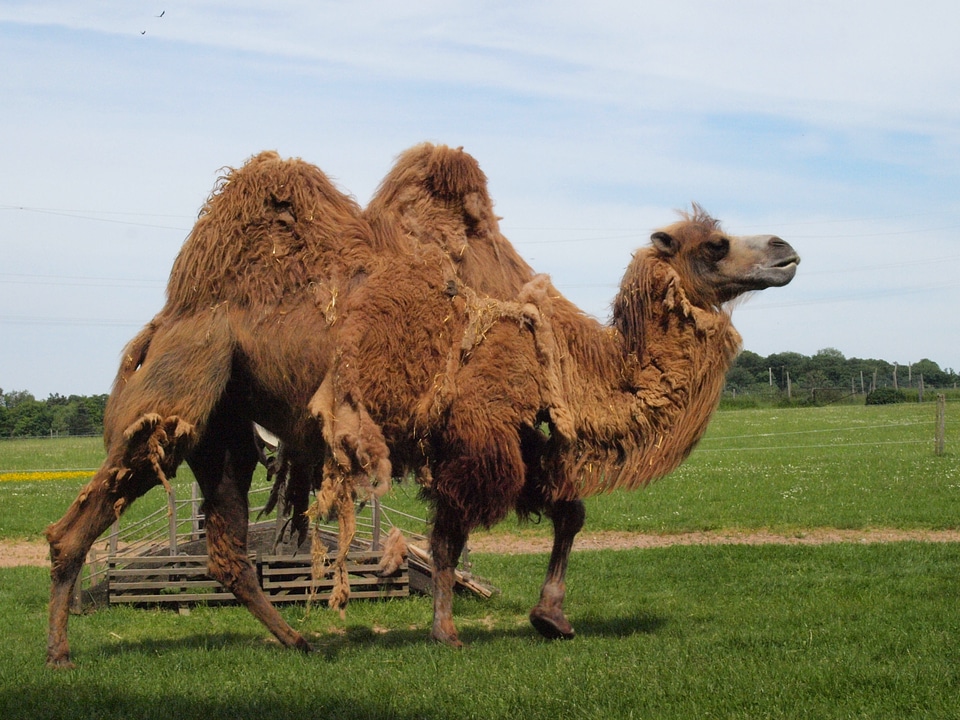 Mammal paarhufer hump