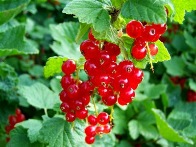 Red currant red fruit berry crop photo