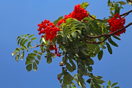 Sprig green red