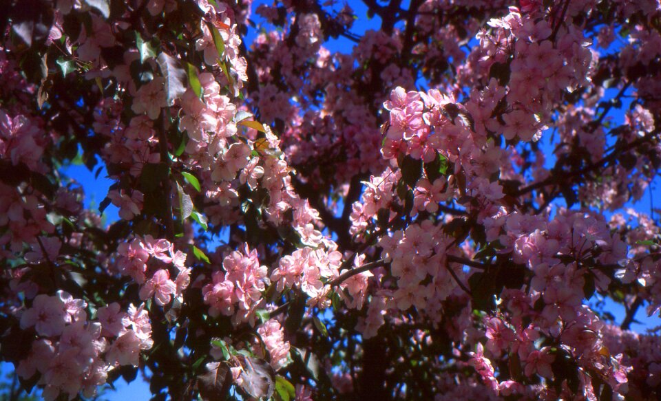 Tree flower floral