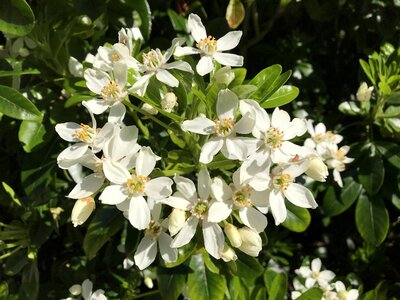 White flowers nature natural