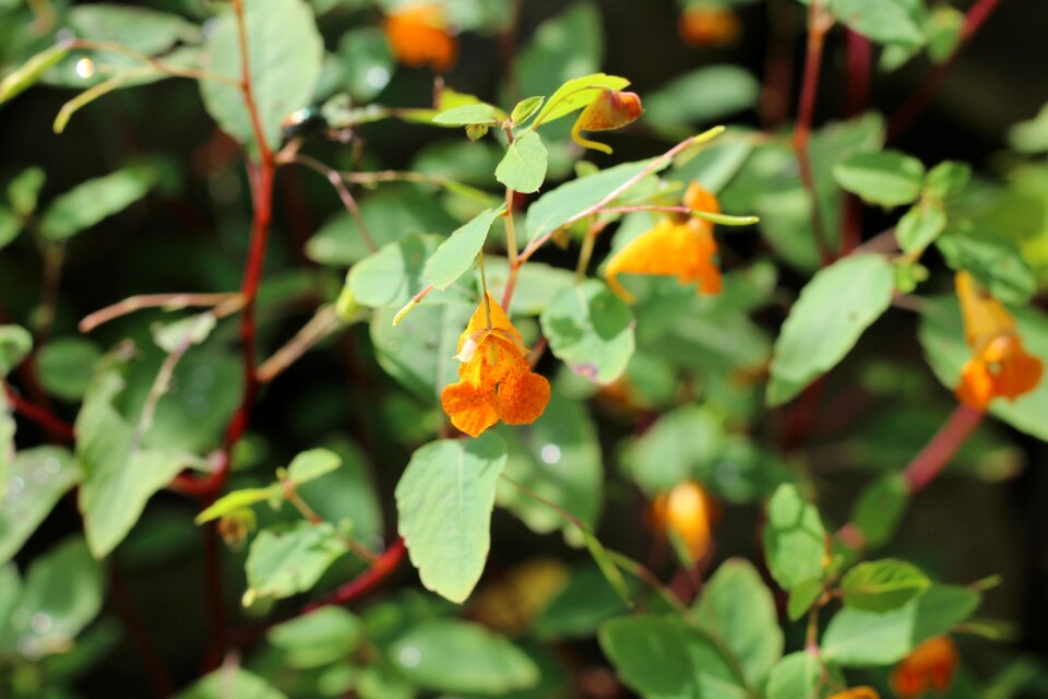Orange flower floral