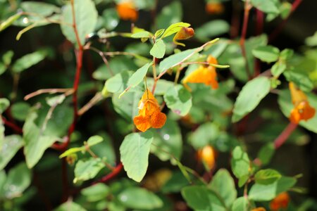 Orange flower floral