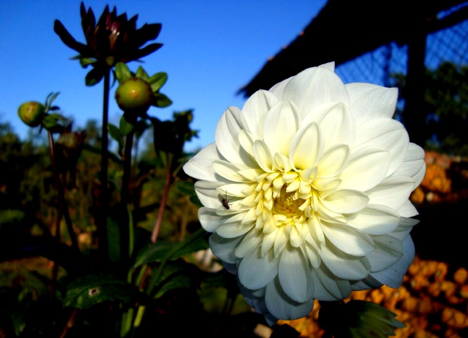 Dahlia flower nature