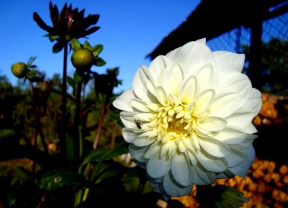Dahlia flower nature