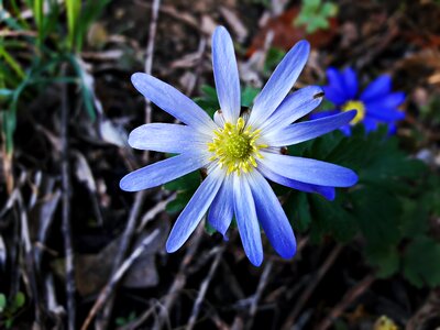 Flowers summer spring photo