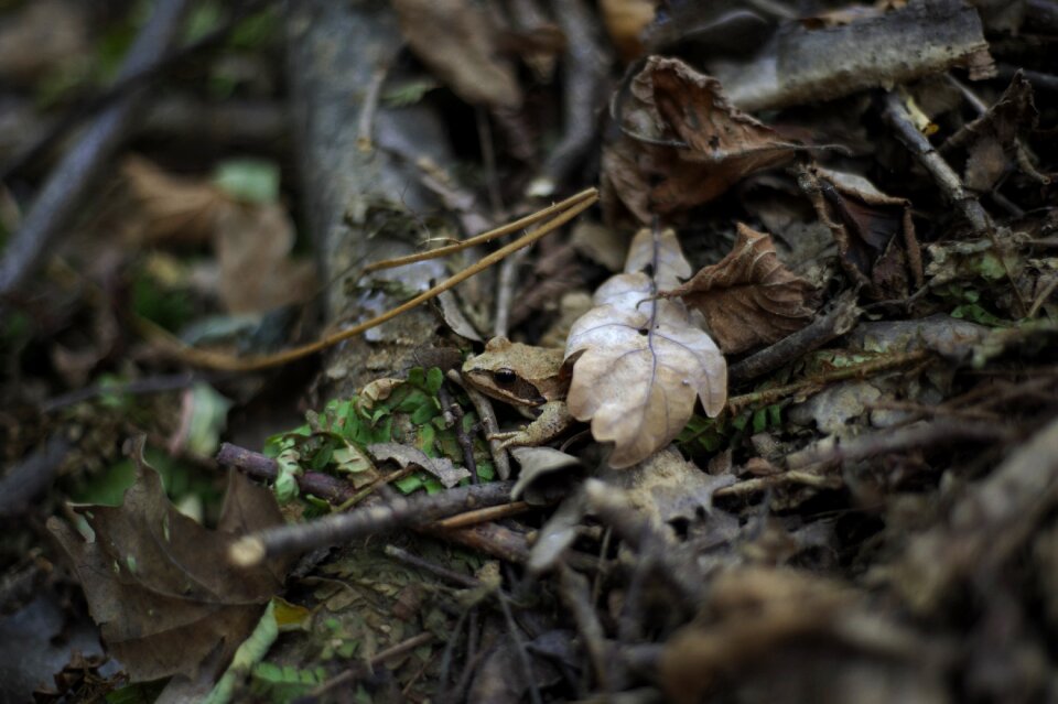 Leaf camouflage beech