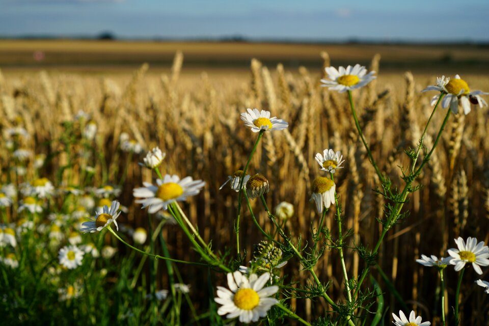 Summer landscape photo