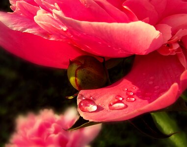 Pink dozhdinki drops