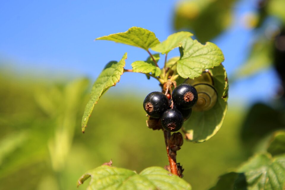 Fruits berries vitamins