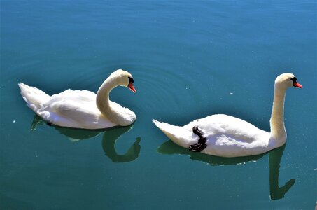 Swan water white photo
