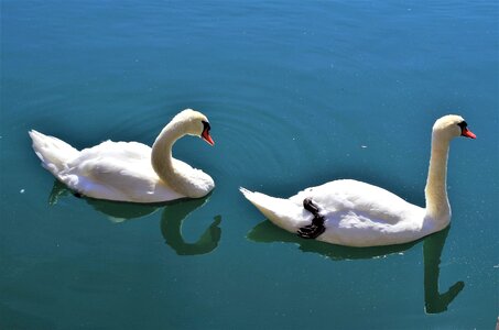 Swan water white