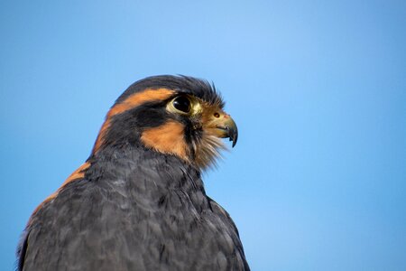 Raptor hawk predator