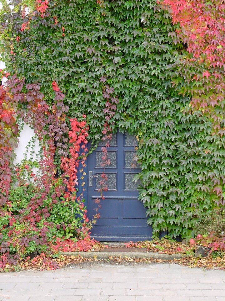 Overgrown vine romantic
