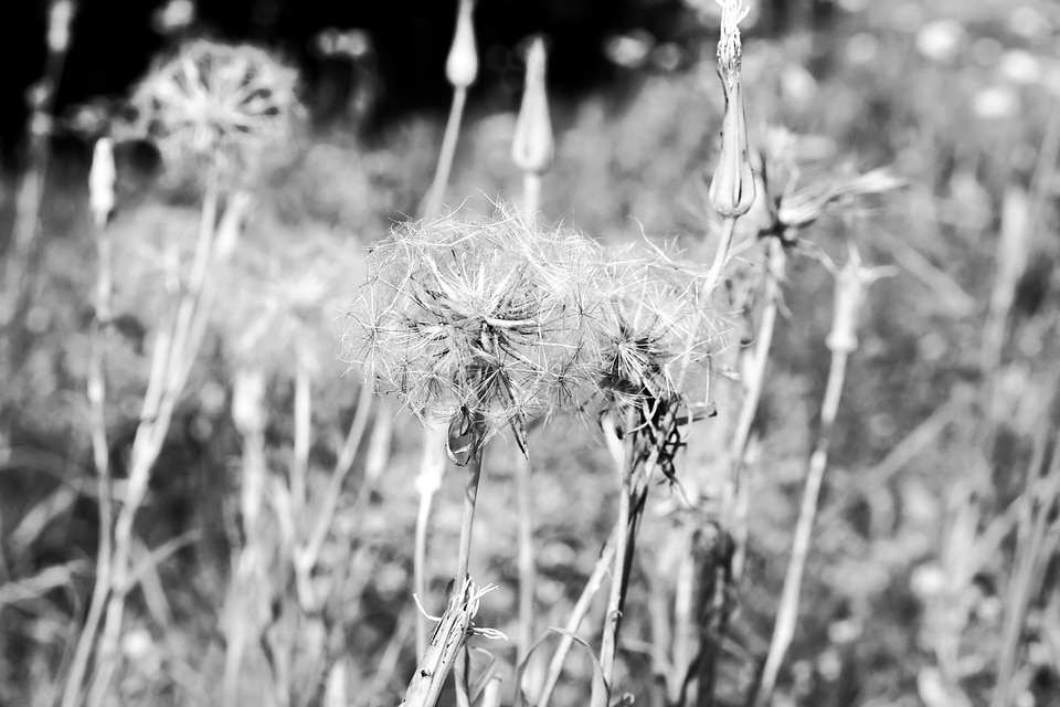 Black and white field scrub