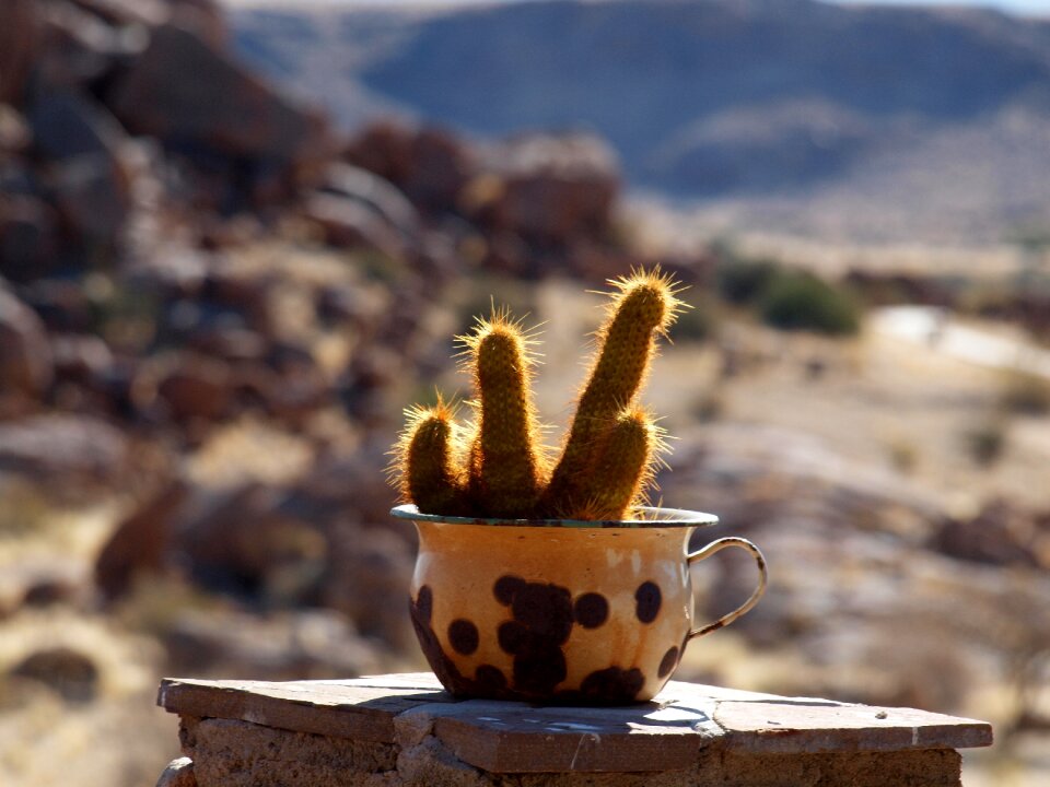 Plant garden succulent