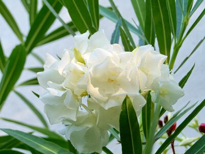 Leander tropical plants white-flowered photo