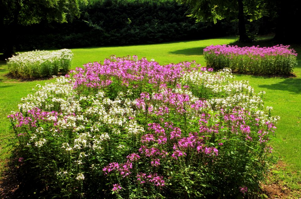 Garden flower beds nature