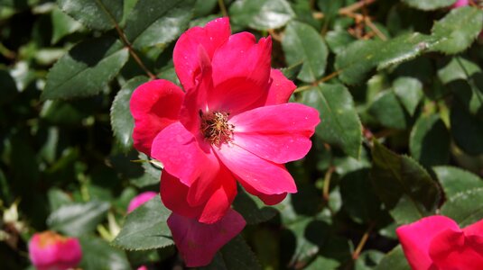 Nature petals rose
