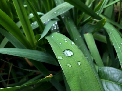 Flower rain drops on leaf weather