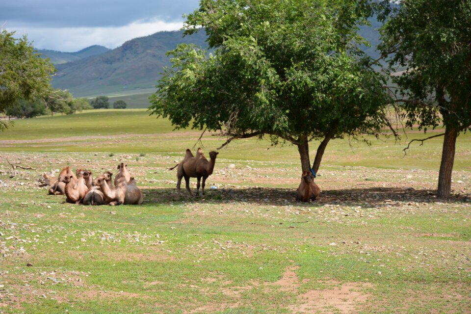 Mongolia nomadic photo