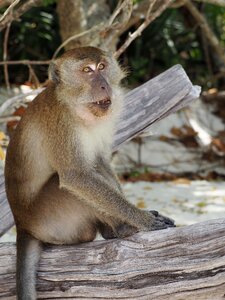 Animal thailand