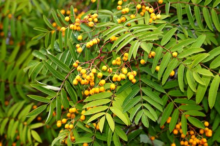 Orange orange berry tree photo