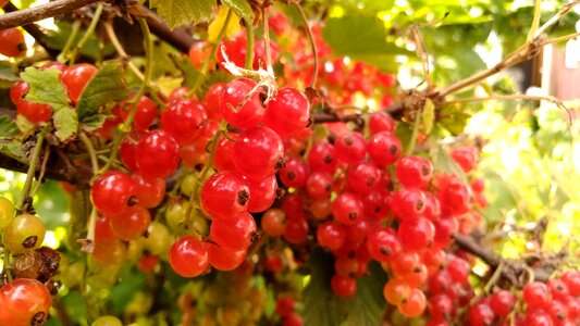 Garden nature fruit