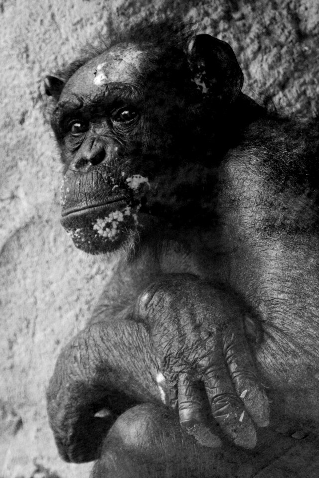 Mammal animal world animal