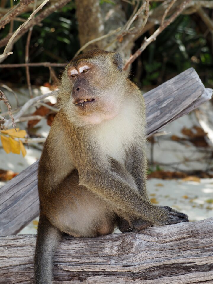 Animal thailand