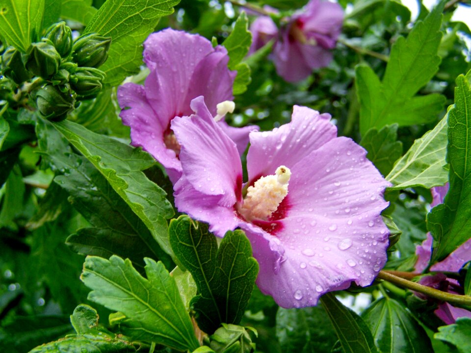 Hibiscus pale purple-flowered flower