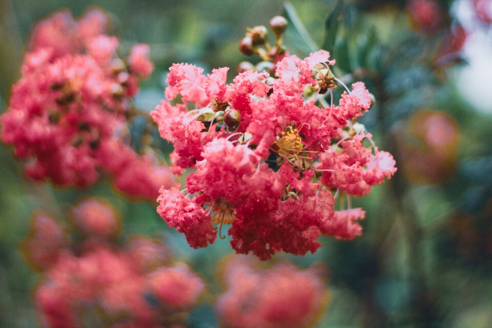 Love sky flower