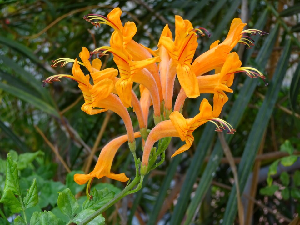 Campsis radicans trumpet vine trompetklimmer