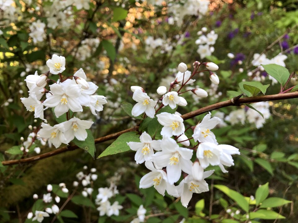 White flowers nature natural