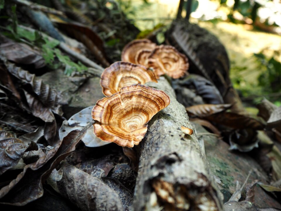Funges mushroom
