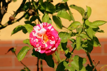 Beauty pink flowers photo