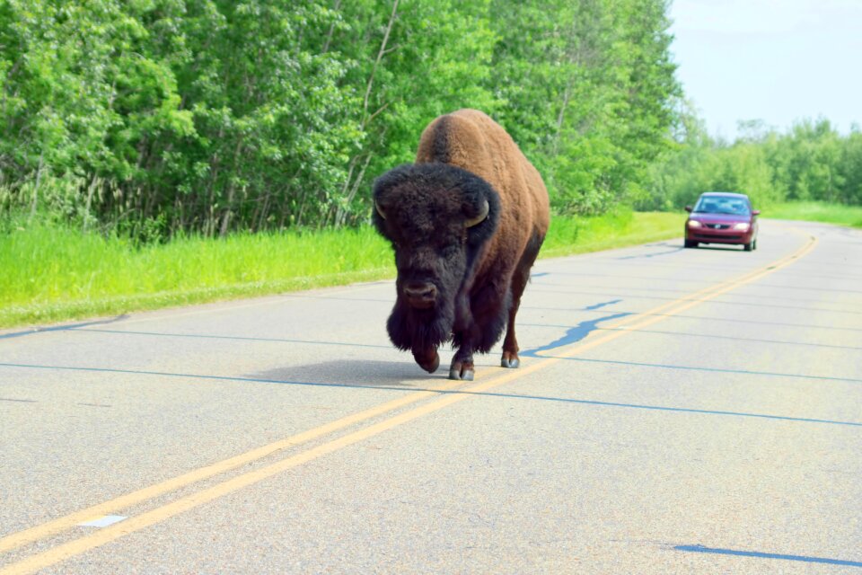 Buffalo road wildlife