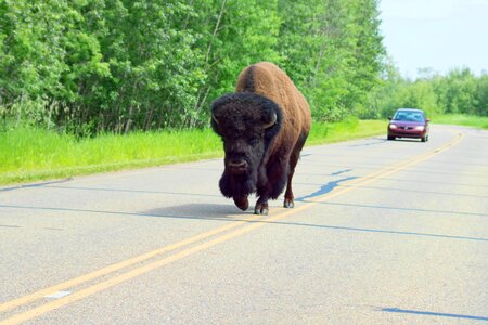 Buffalo road wildlife