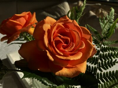 Romantic light shadow