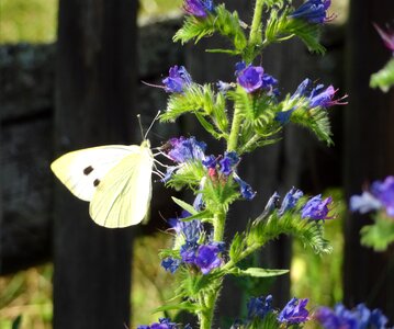 Summer flower garden photo