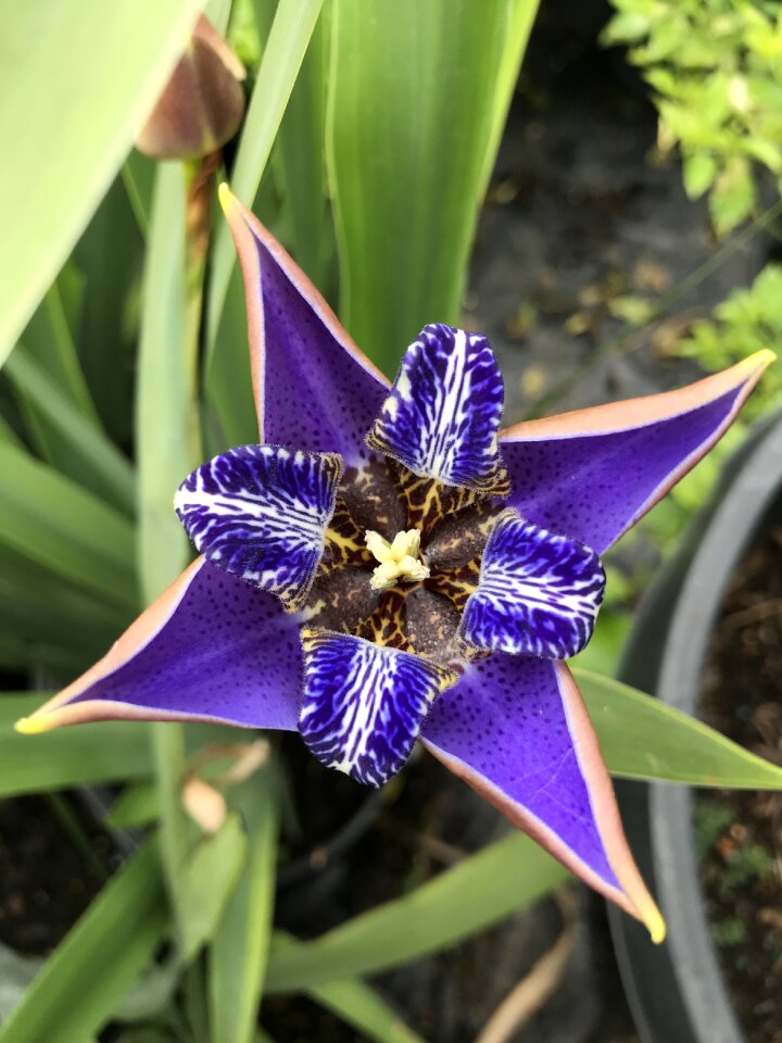 Unique flower nature