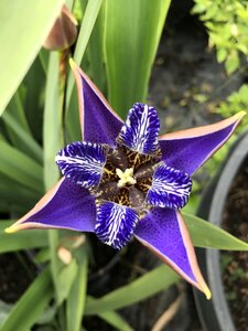 Unique flower nature