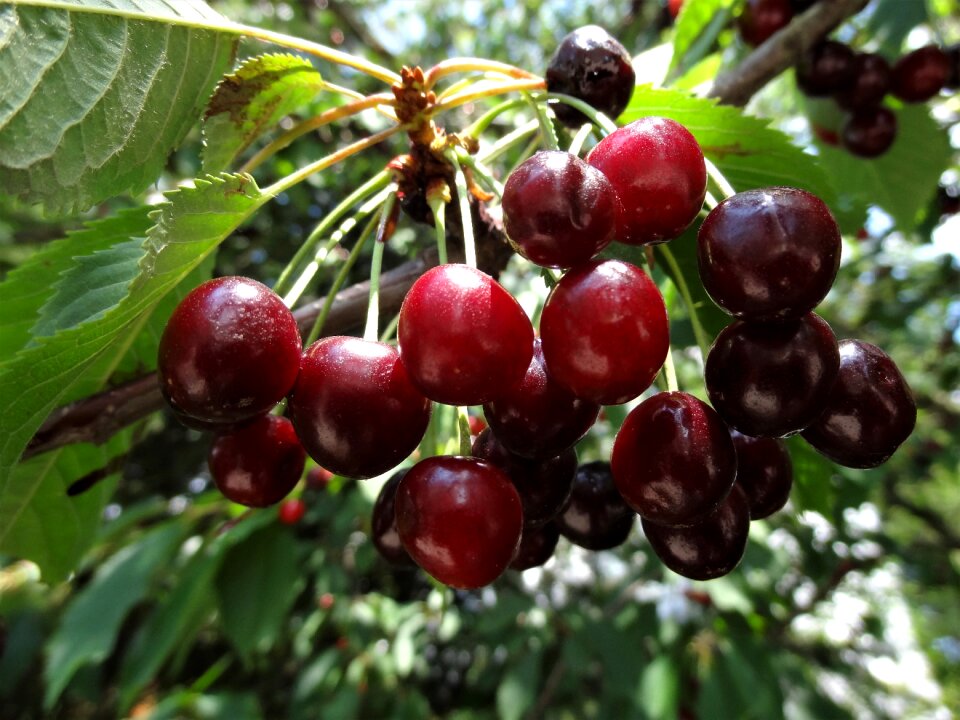 Red branch cherry