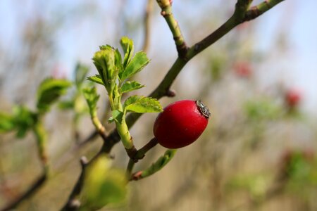 Red nature photo