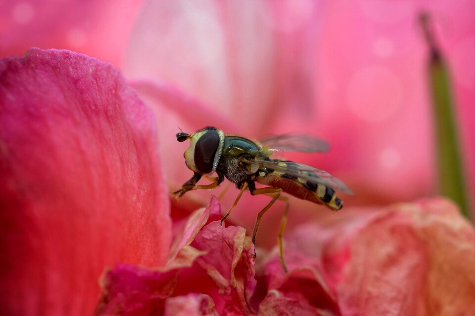 Close up macro nature photo