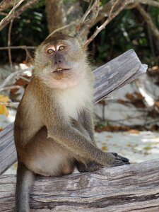 Animal thailand